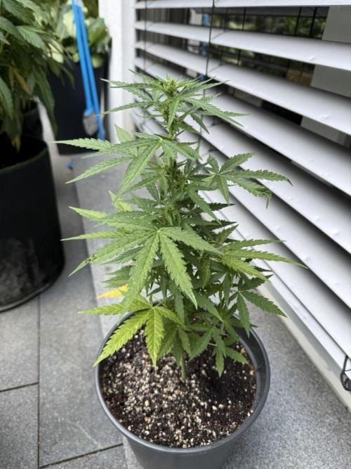 Spliff's Auto Neville's Haze Outdoor GER. Week 8