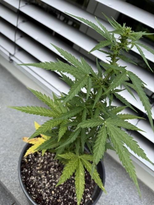 Spliff's Auto Neville's Haze Outdoor GER. Week 8