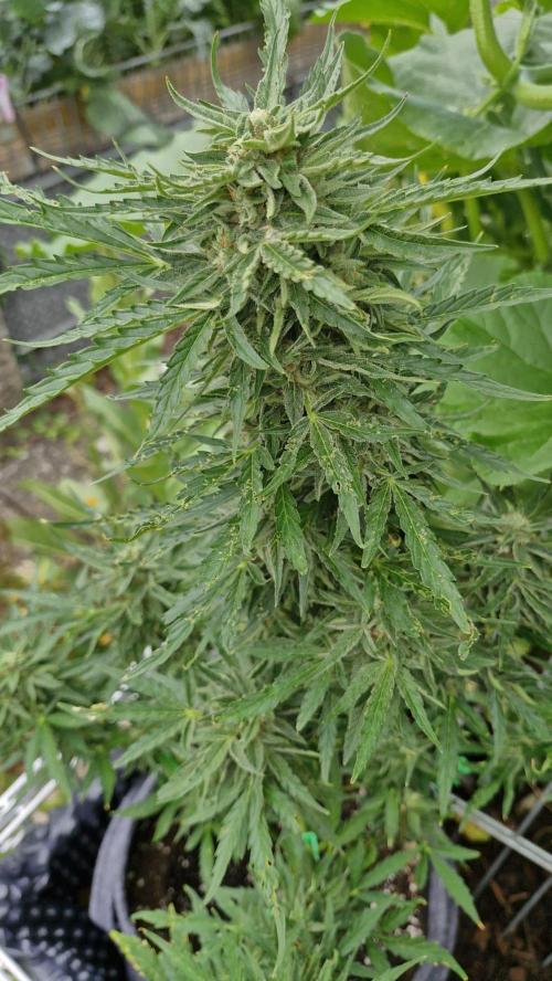 RQS' Milky Way F1 Outdoor Leftovers. Week 10