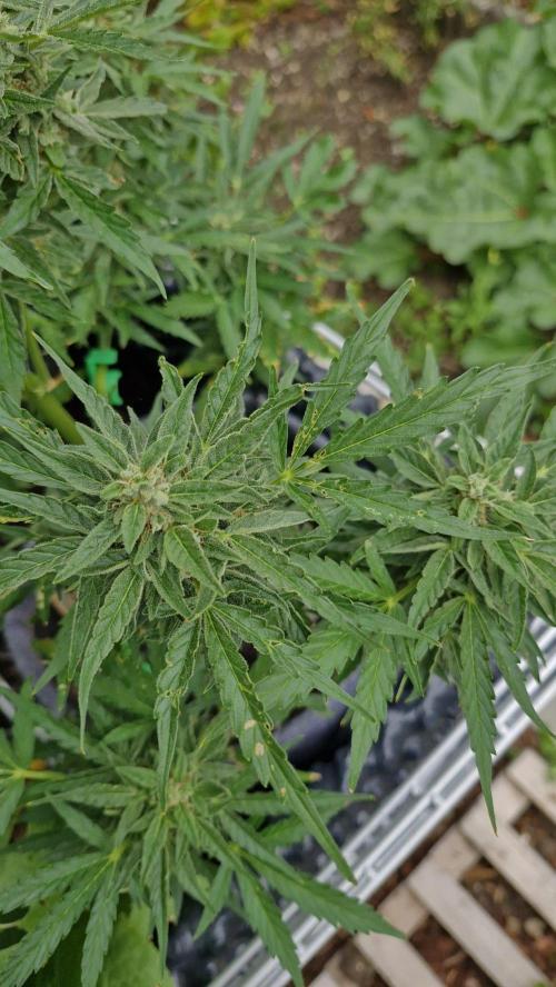 RQS' Milky Way F1 Outdoor Leftovers. Week 10