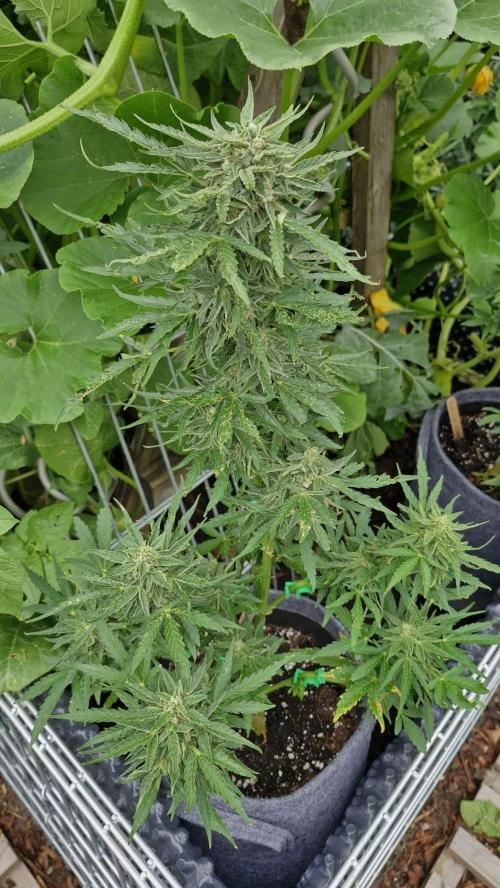 RQS' Milky Way F1 Outdoor Leftovers. Week 10
