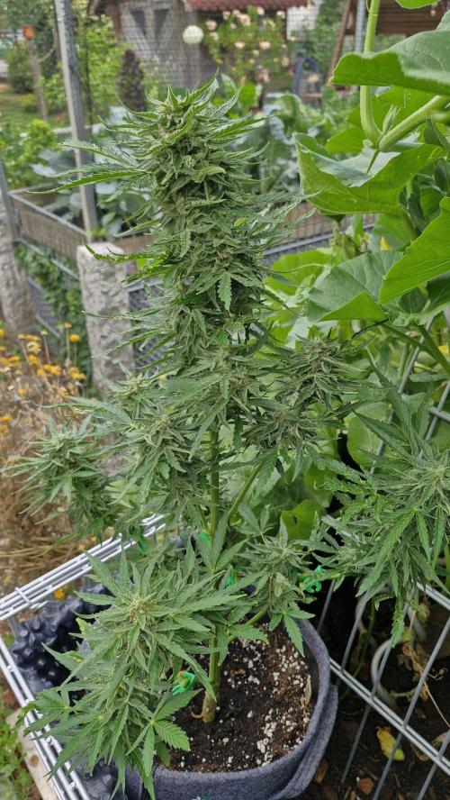 RQS' Milky Way F1 Outdoor Leftovers. Week 10
