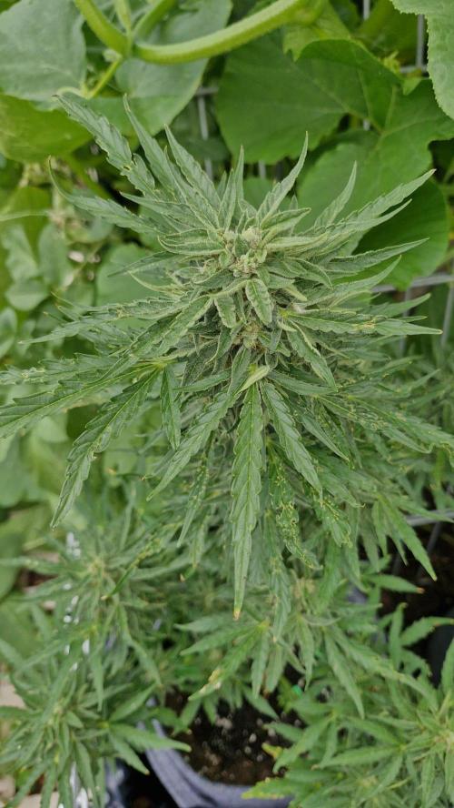 RQS' Milky Way F1 Outdoor Leftovers. Week 10