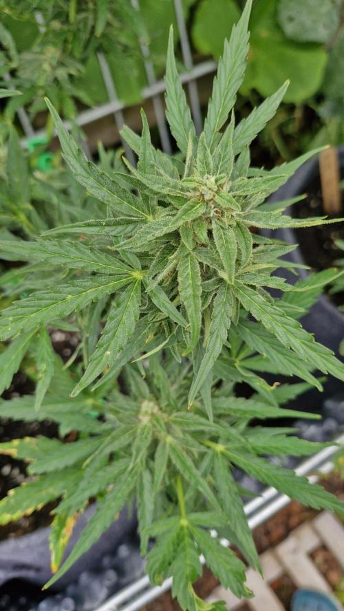 Milky Way F1. Week 10