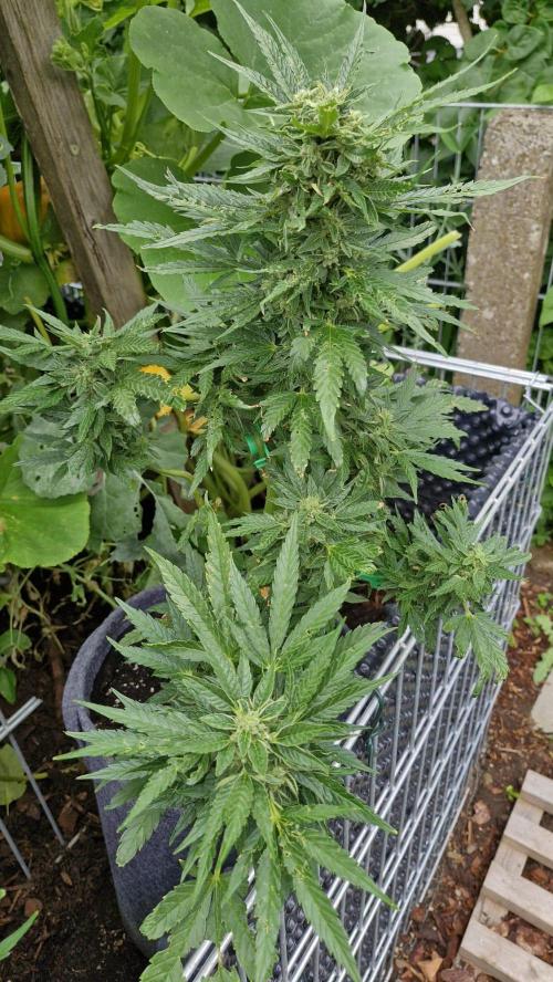 Spliff's Neville's Haze Auto Outdoor run. Week 10