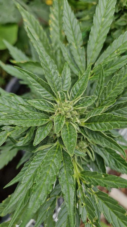Spliff's Neville's Haze Auto Outdoor run. Week 10