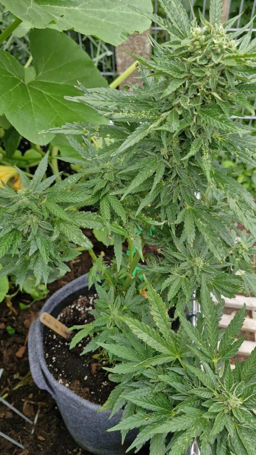 Spliff's Neville's Haze Auto Outdoor run. Week 10