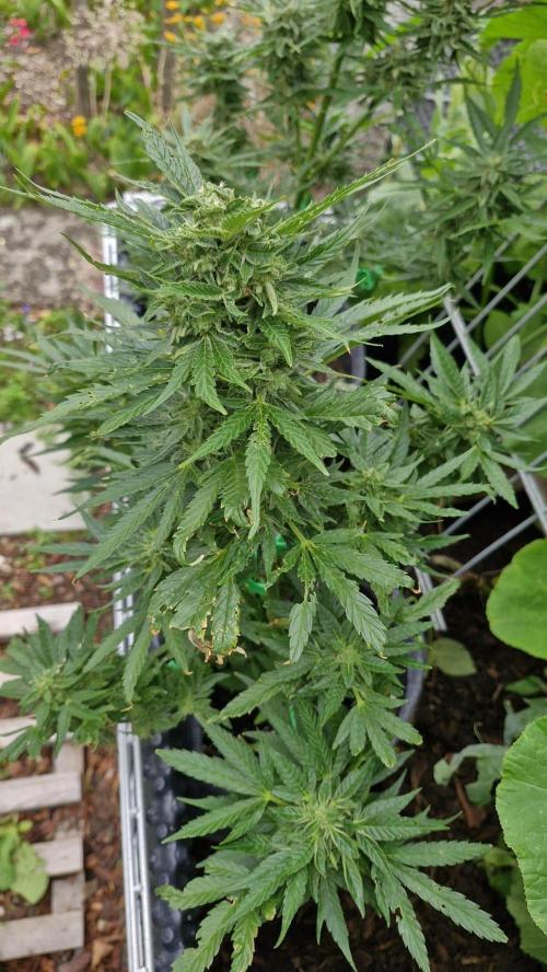 Spliff's Neville's Haze Auto Outdoor run. Week 10