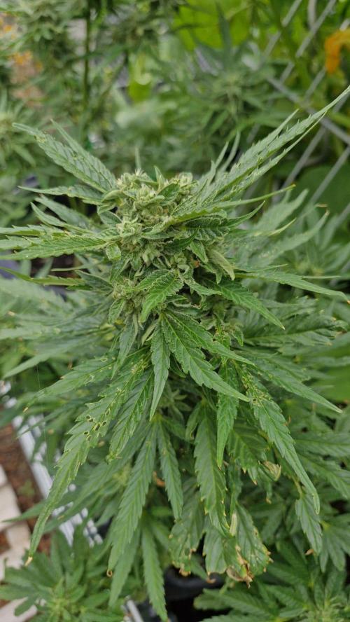 Spliff's Neville's Haze Auto Outdoor run. Week 10
