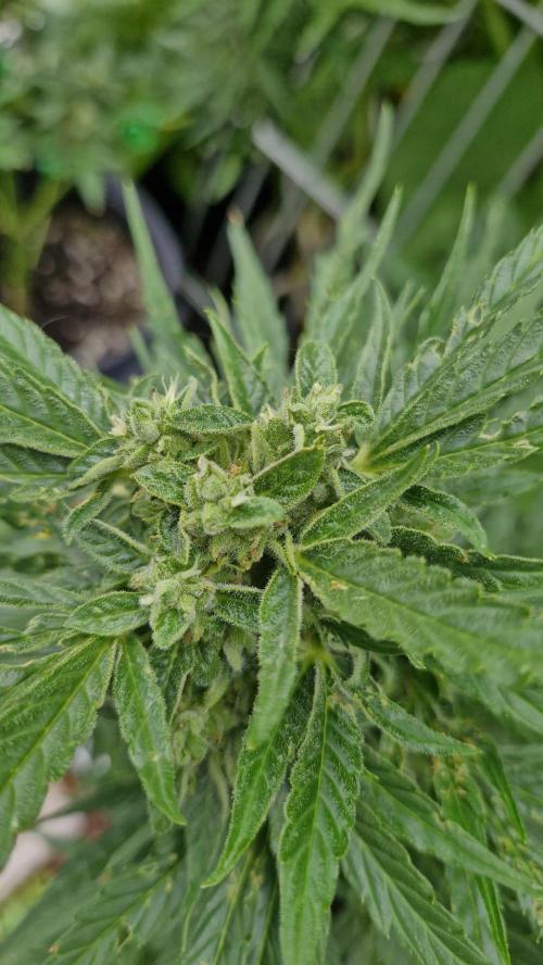 Neville’s Haze Automatic. Week 10