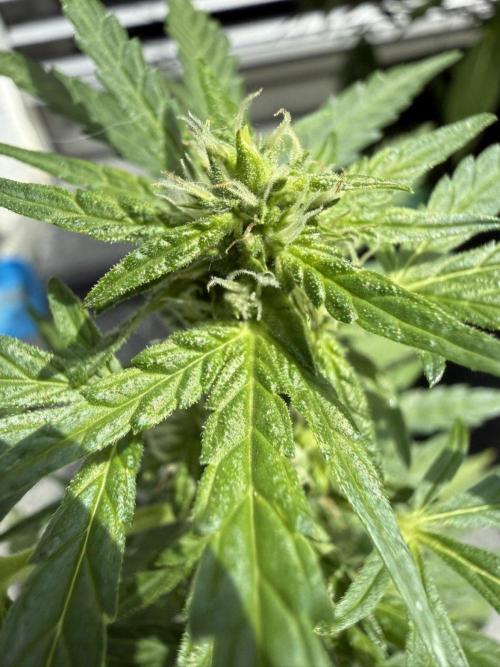 Spliff's Auto Neville's Haze Outdoor GER. Week 9