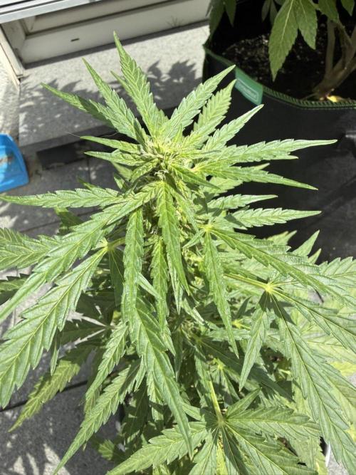 Spliff's Auto Neville's Haze Outdoor GER. Week 9