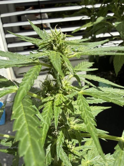 Spliff's Auto Neville's Haze Outdoor GER. Week 9
