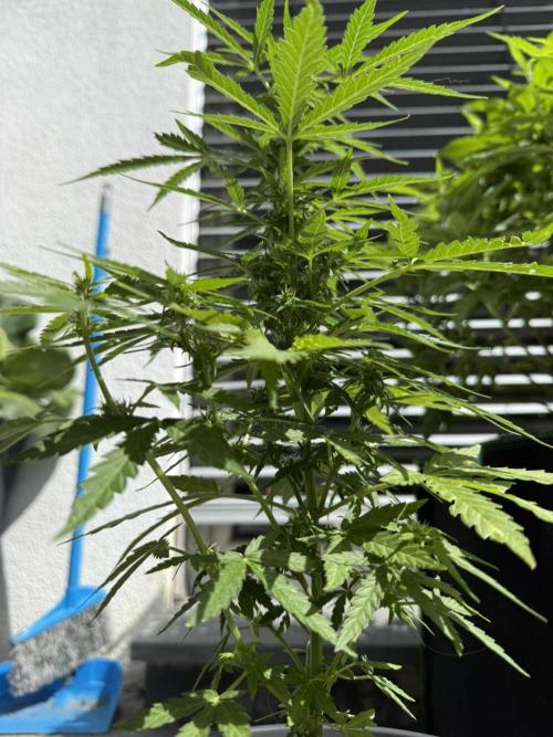 Light-Mix. Week 9