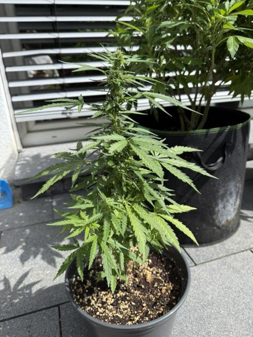 Spliff's Auto Neville's Haze Outdoor GER. Week 9
