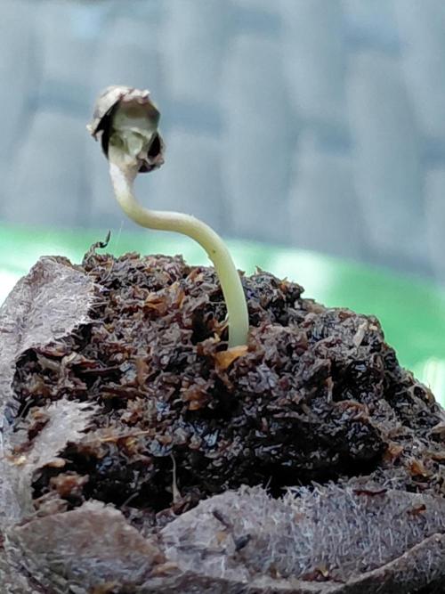 Delicious Seeds' Neville's Rose Auto OD. Week 0