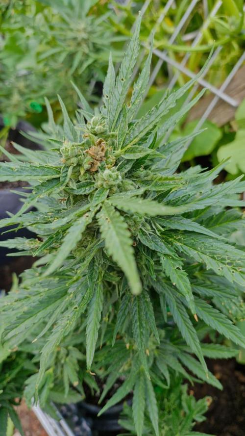 Spliff's Neville's Haze Auto Outdoor run. Week 11