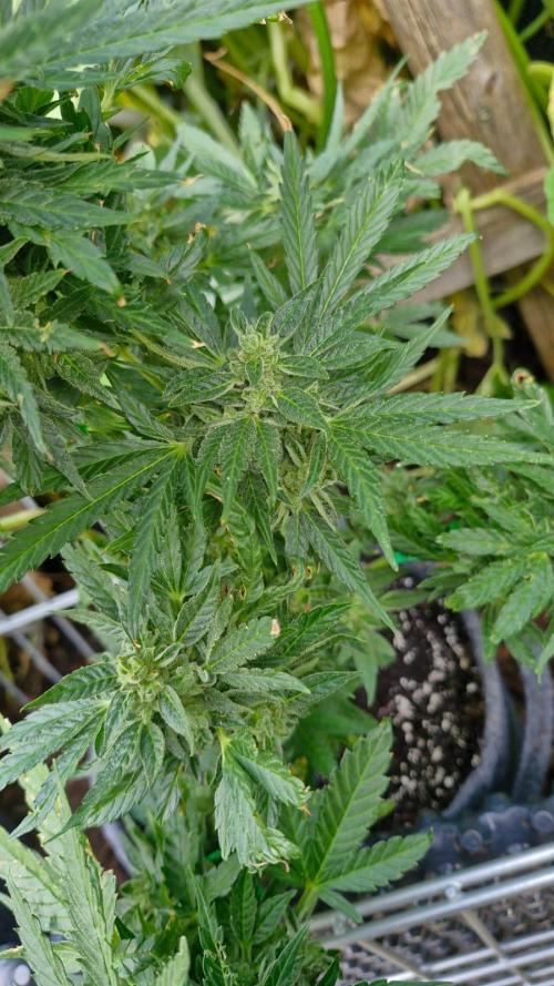 Spliff's Neville's Haze Auto Outdoor run. Week 11