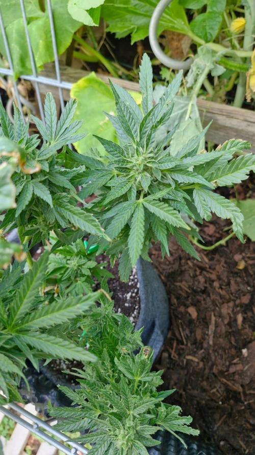 Spliff's Neville's Haze Auto Outdoor run. Week 11