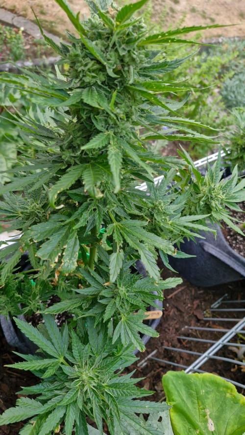 Spliff's Neville's Haze Auto Outdoor run. Week 11