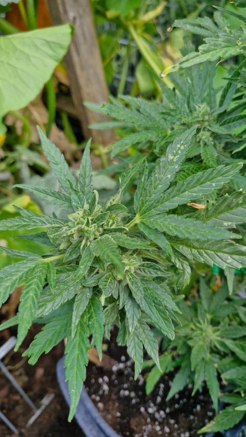 Spliff's Neville's Haze Auto Outdoor run. Week 11