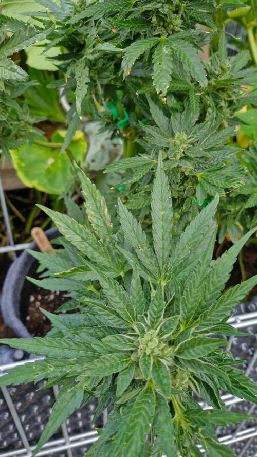 Spliff's Neville's Haze Auto Outdoor run. Week 11