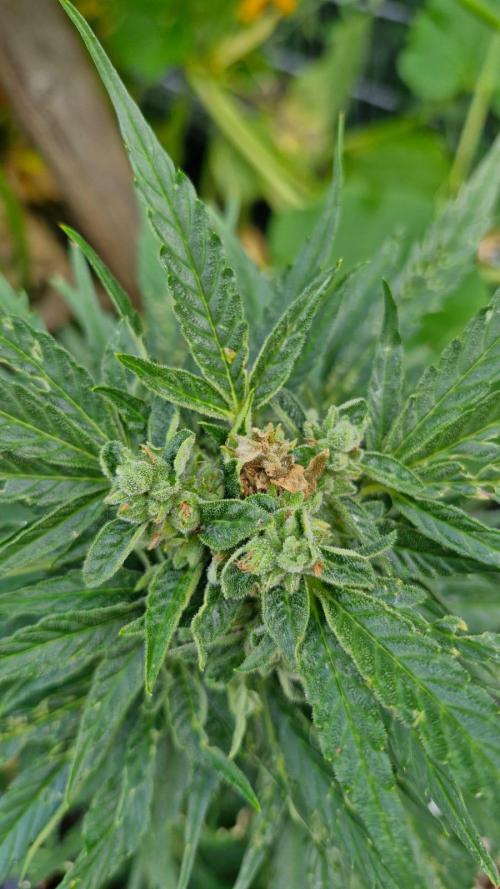 Spliff's Neville's Haze Auto Outdoor run. Week 11