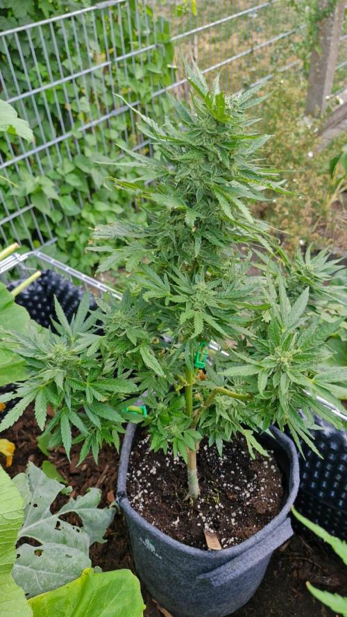 Spliff's Neville's Haze Auto Outdoor run. Week 11