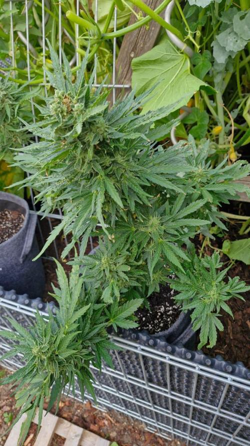 Spliff's Neville's Haze Auto Outdoor run. Week 11