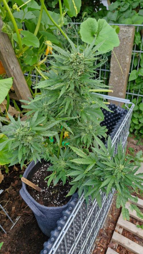 Spliff's Neville's Haze Auto Outdoor run. Week 11