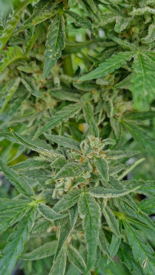 RQS' Milky Way F1 Outdoor Leftovers. Week 11