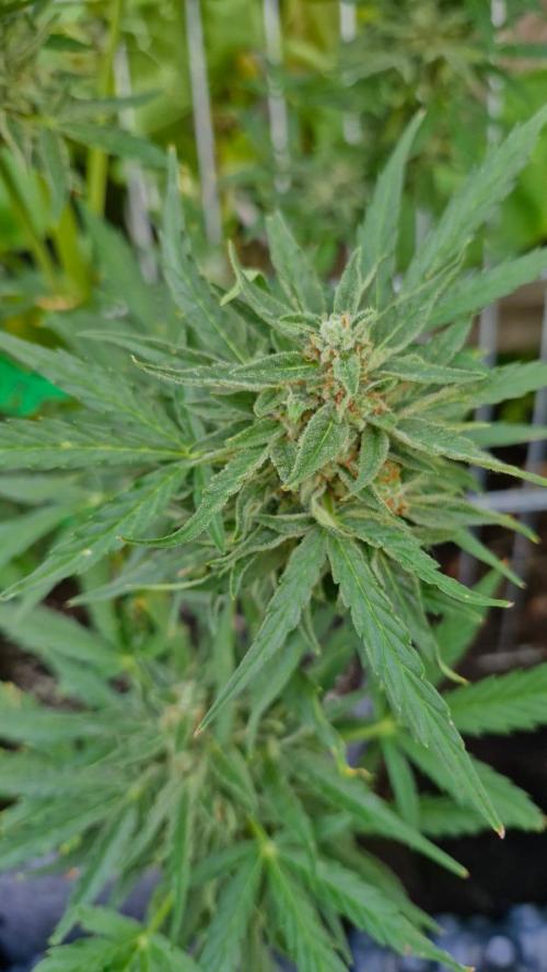 RQS' Milky Way F1 Outdoor Leftovers. Week 11