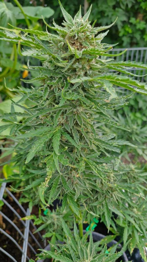 RQS' Milky Way F1 Outdoor Leftovers. Week 11