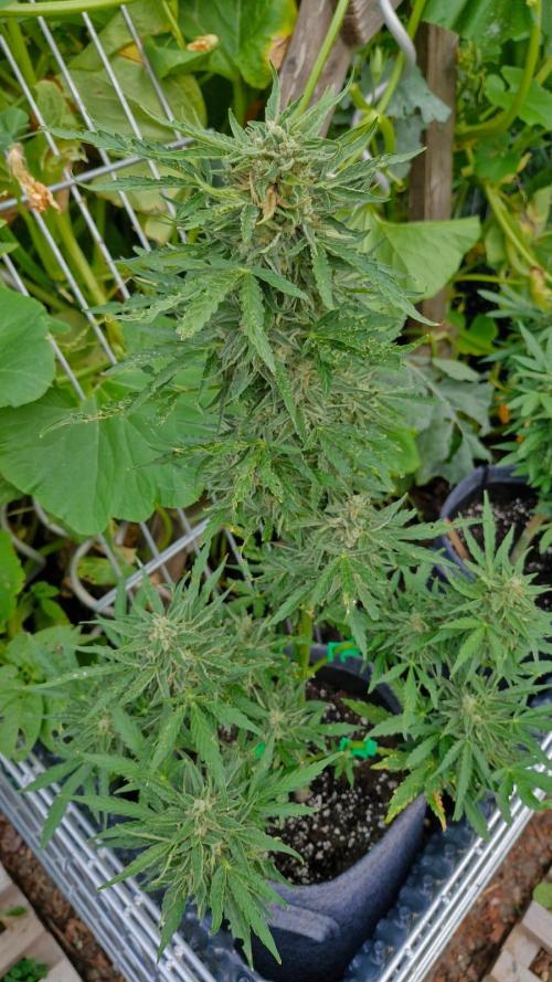 RQS' Milky Way F1 Outdoor Leftovers. Week 11