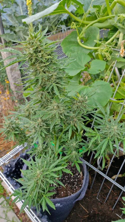 RQS' Milky Way F1 Outdoor Leftovers. Week 11