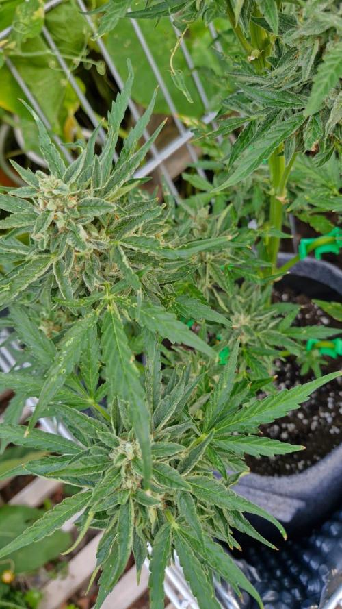 RQS' Milky Way F1 Outdoor Leftovers. Week 11