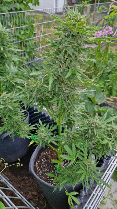 RQS' Milky Way F1 Outdoor Leftovers. Week 11