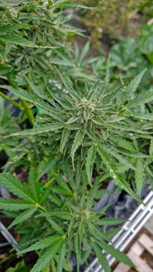 RQS' Milky Way F1 Outdoor Leftovers. Week 11