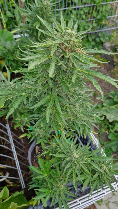 RQS' Milky Way F1 Outdoor Leftovers. Week 11