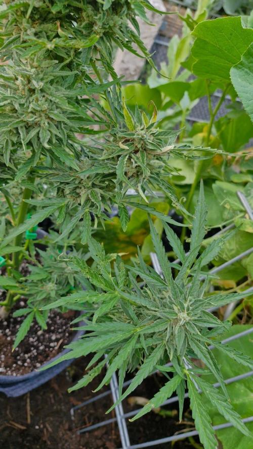 RQS' Milky Way F1 Outdoor Leftovers. Week 11