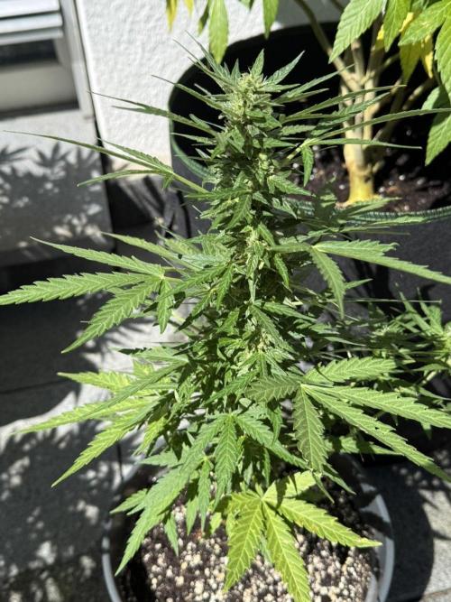 Spliff's Auto Neville's Haze Outdoor GER. Week 10