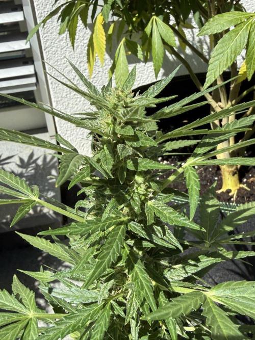 Spliff's Auto Neville's Haze Outdoor GER. Week 10