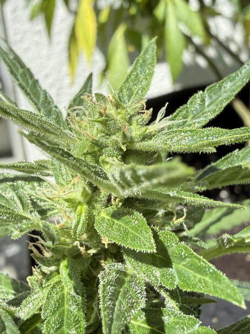 Spliff's Auto Neville's Haze Outdoor GER. Week 10