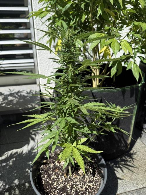 Spliff's Auto Neville's Haze Outdoor GER. Week 10