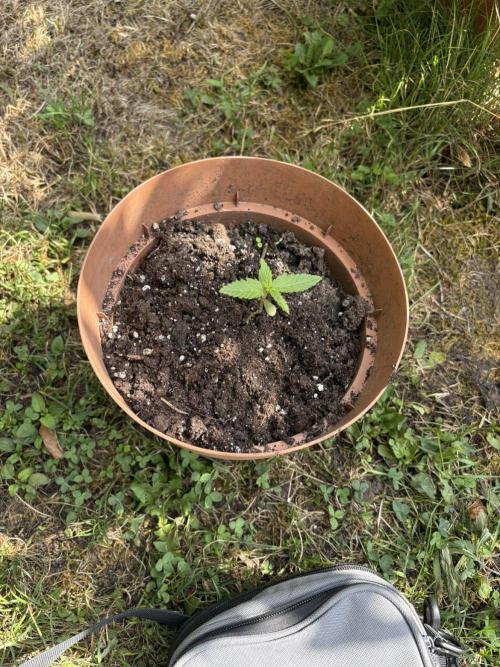 Delicious Seeds' Neville's Rose Auto OD. Week 1