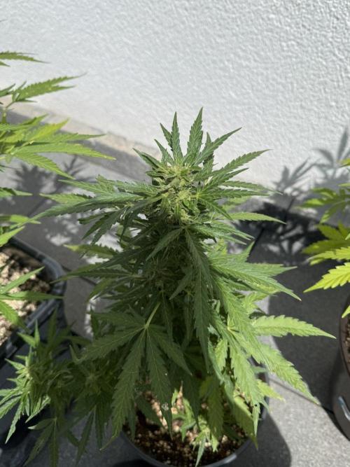 Spliff's Auto Neville's Haze Outdoor GER. Week 11