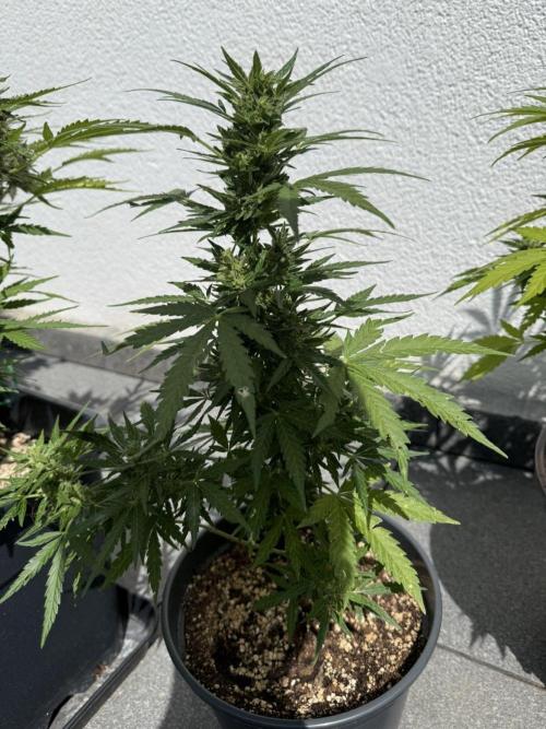 Spliff's Auto Neville's Haze Outdoor GER. Week 11