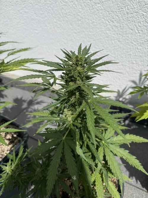Spliff's Auto Neville's Haze Outdoor GER. Week 11