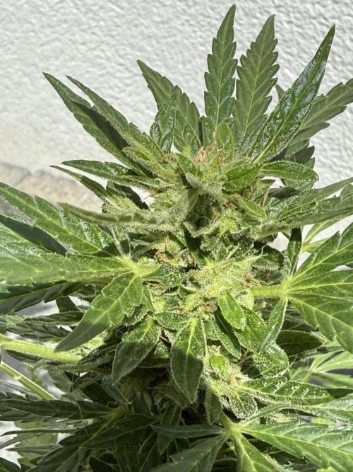 Light-Mix. Week 11