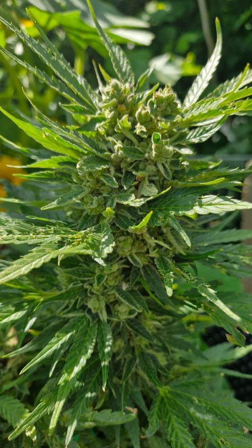 Spliff's Neville's Haze Auto Outdoor run. Week 12